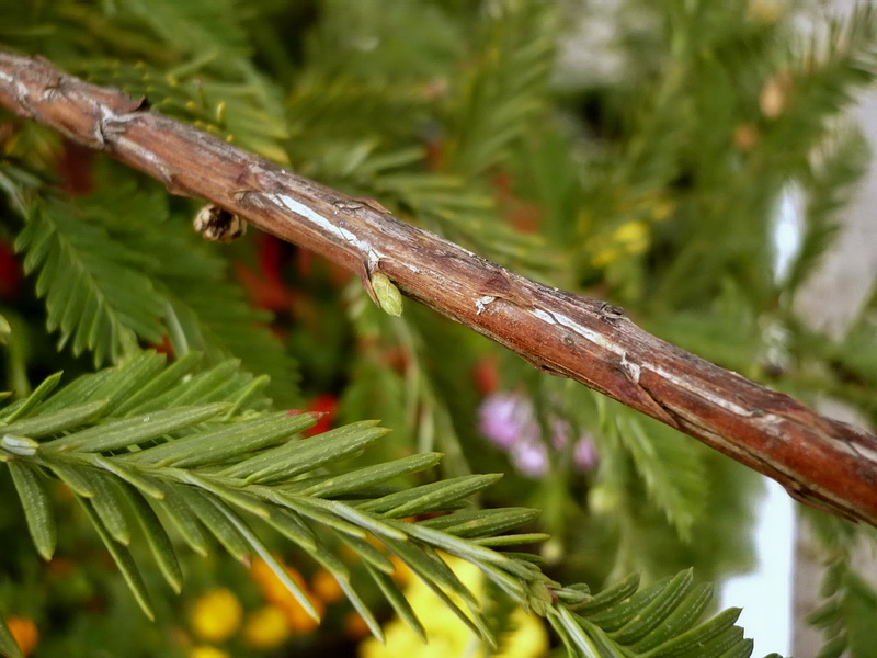 Image of Sequoia sempervirens specimen.