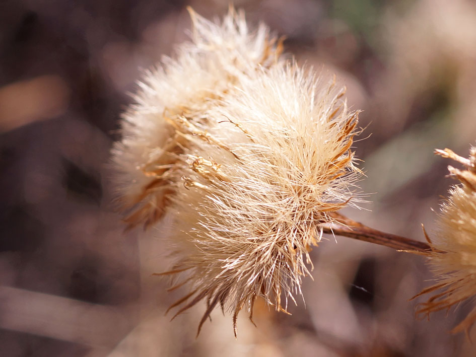 Image of Inula macrophylla specimen.