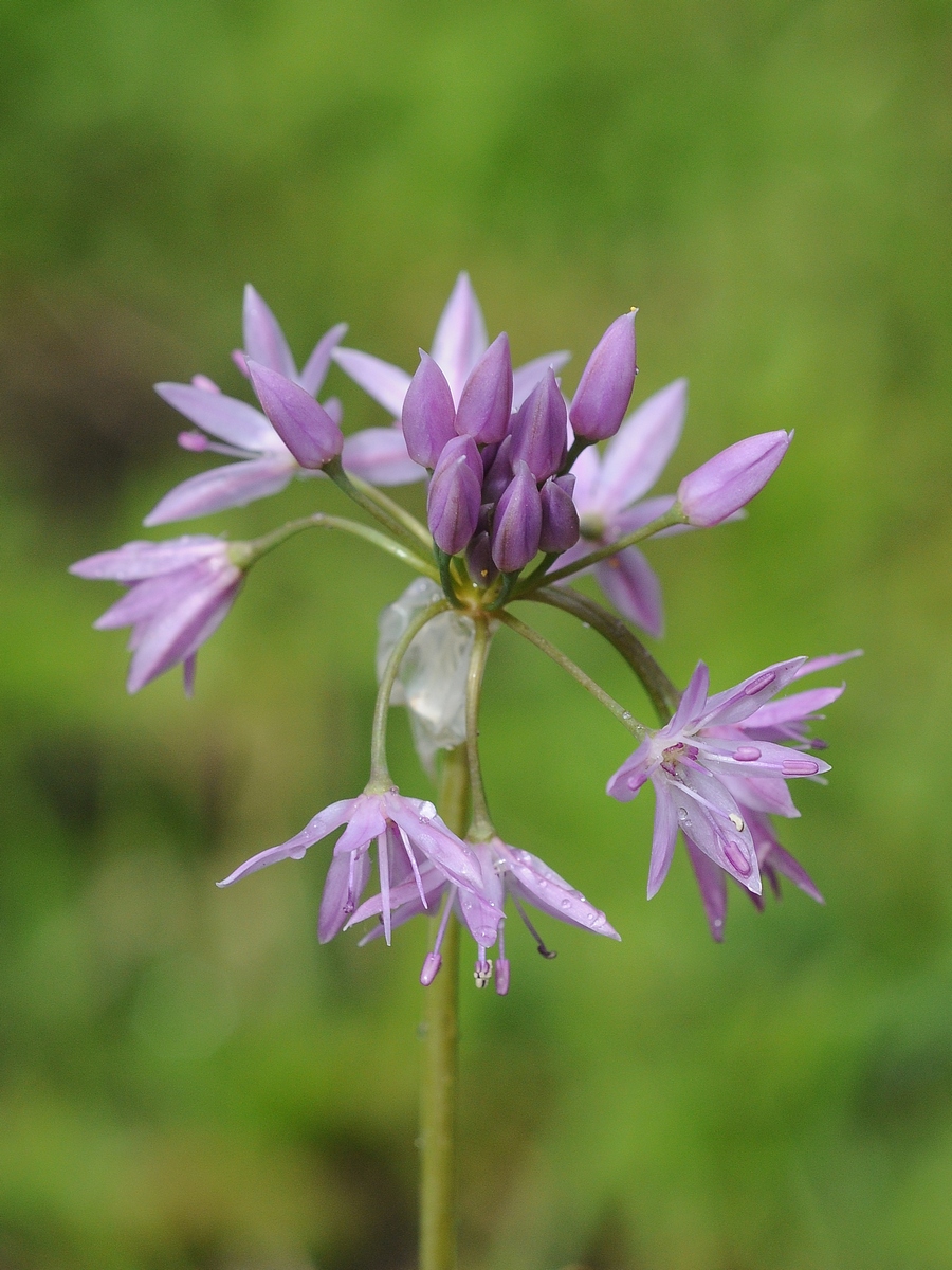 Image of Allium bisceptrum specimen.