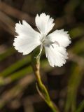 Dianthus ciliatus подвид dalmaticus. Цветок. Черногория, Которская бухта, окр. церкви Богородицы с Ангелом (Crkva Gospe od Anđela), скалистый склон выше автодороги. 08.10.2014.