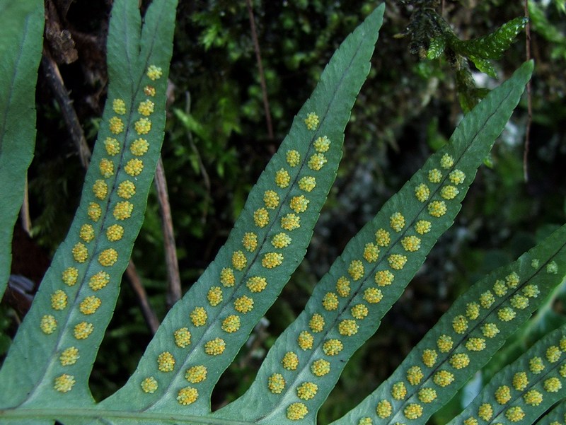 Image of Polypodium cambricum specimen.