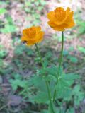 Trollius asiaticus