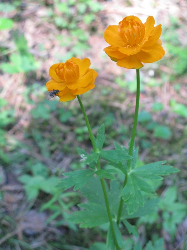 Image of Trollius asiaticus specimen.