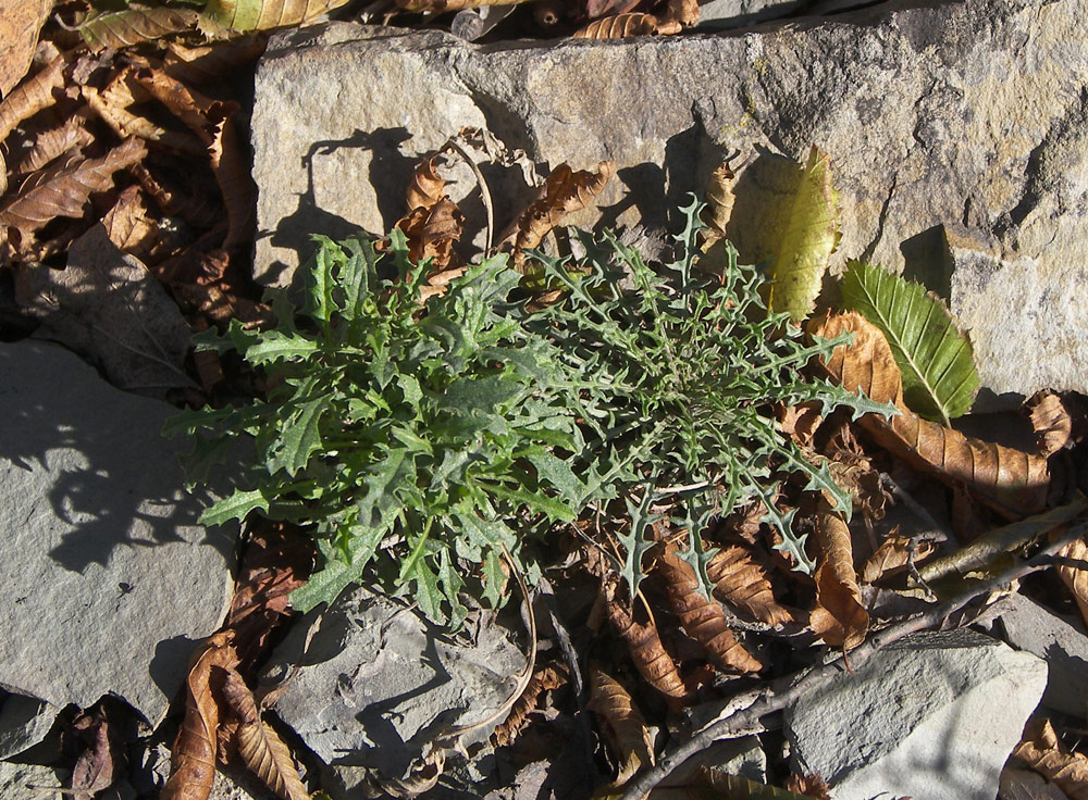 Изображение особи Erysimum callicarpum.