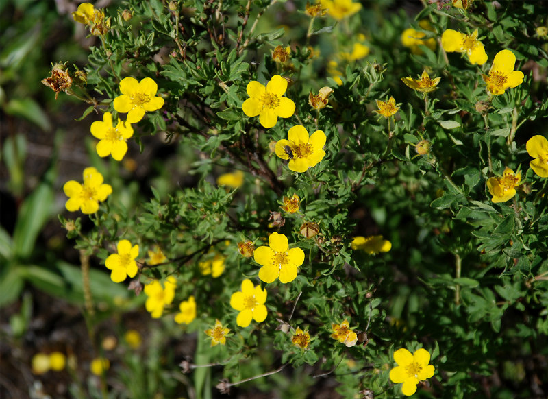 Изображение особи Dasiphora fruticosa.