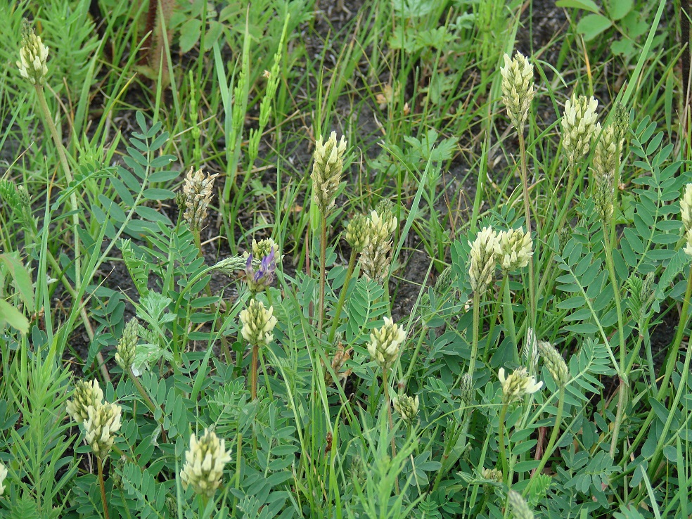 Изображение особи Astragalus inopinatus.