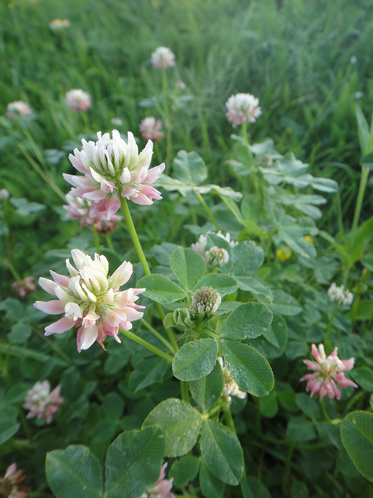 Image of Trifolium hybridum specimen.