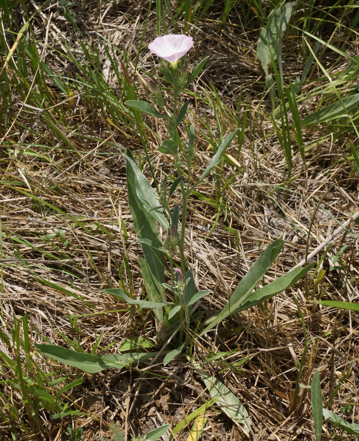 Image of Convolvulus lineatus specimen.