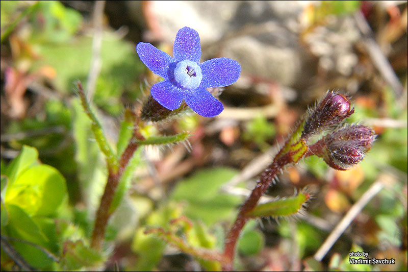 Image of Anchusa stylosa specimen.