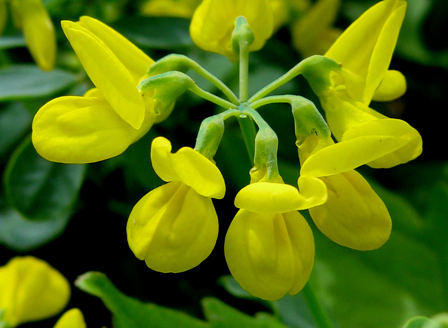 Image of Coronilla coronata specimen.