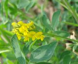 Medicago falcata. Верхушка побега с соцветием. Якутия (Саха), г. Якутск, пустырь около водоема. 11.06.2012.