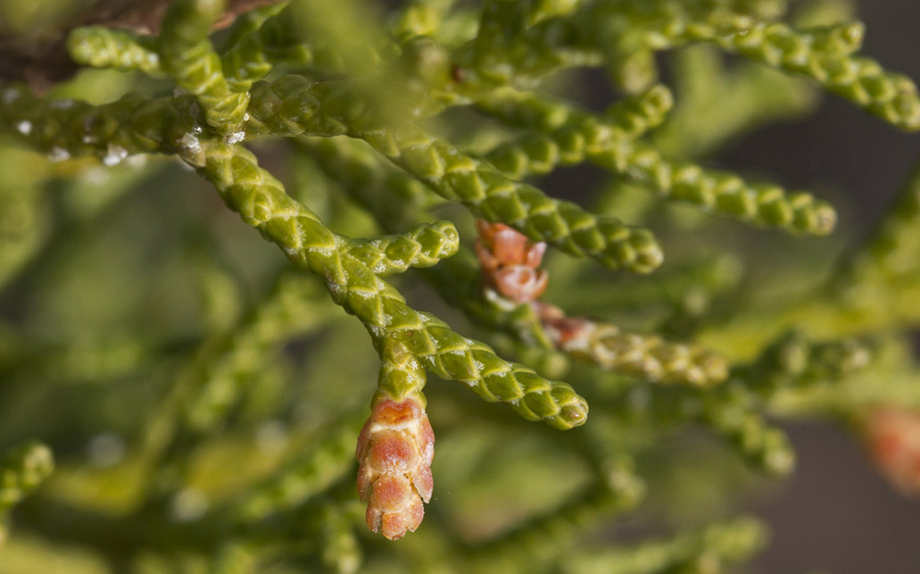 Изображение особи Juniperus phoenicea.