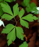 Смотреть изображение Anemone extremiorientalis