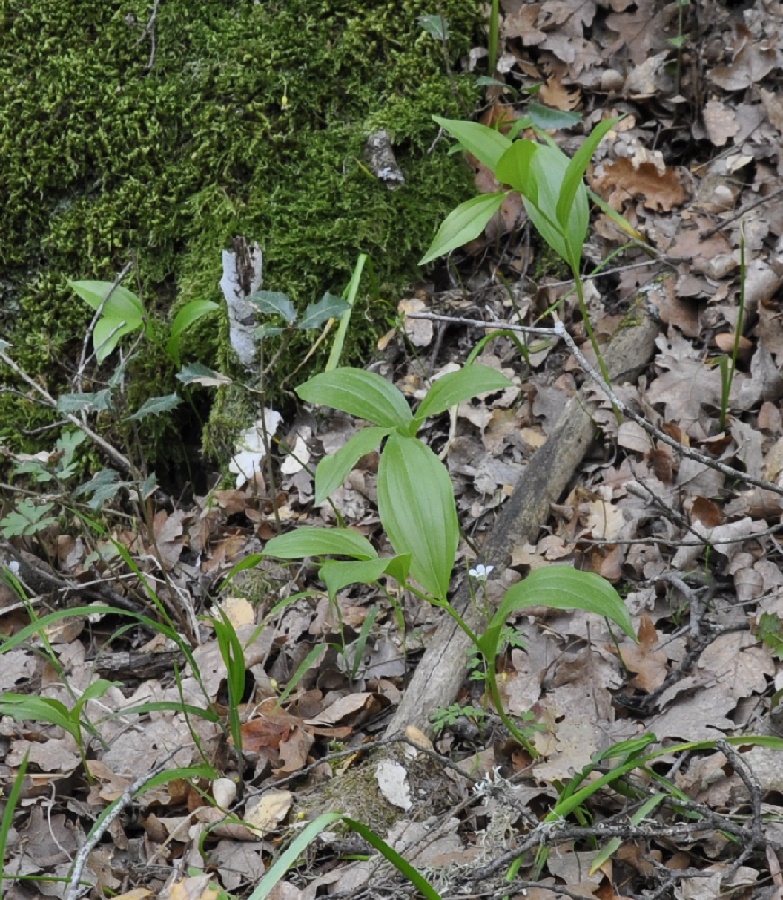 Image of Polygonatum hirtum specimen.