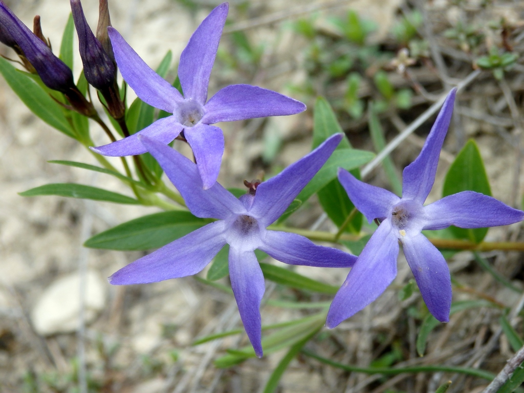 Image of Vinca herbacea specimen.