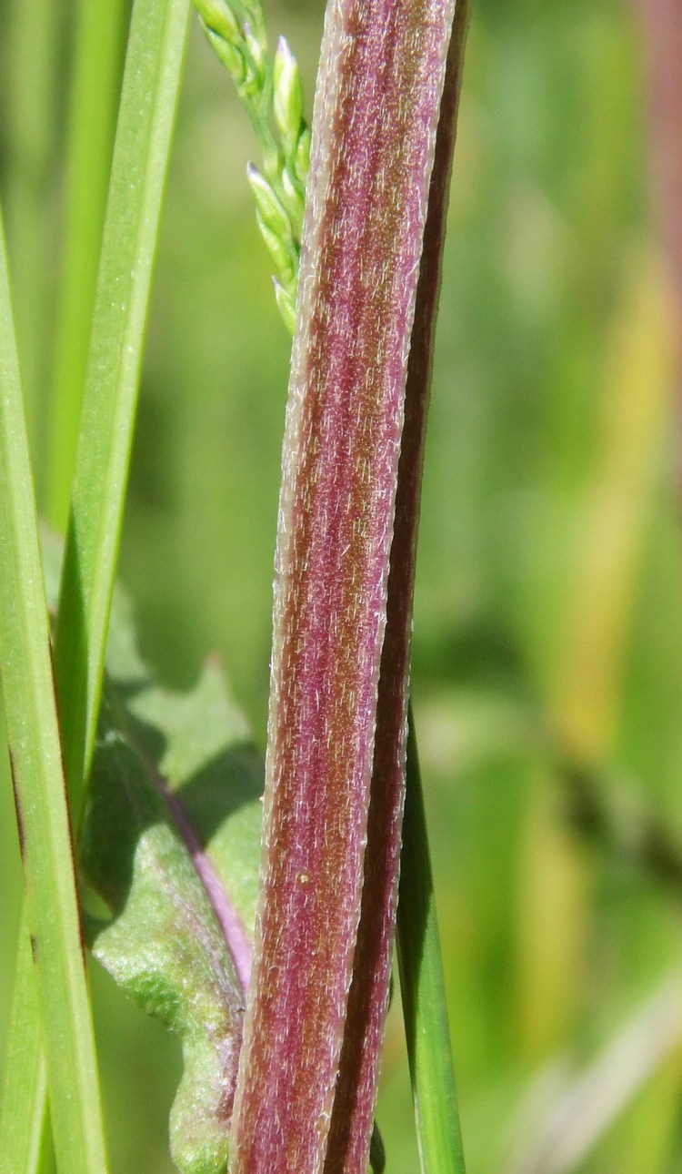 Image of Erysimum cuspidatum specimen.