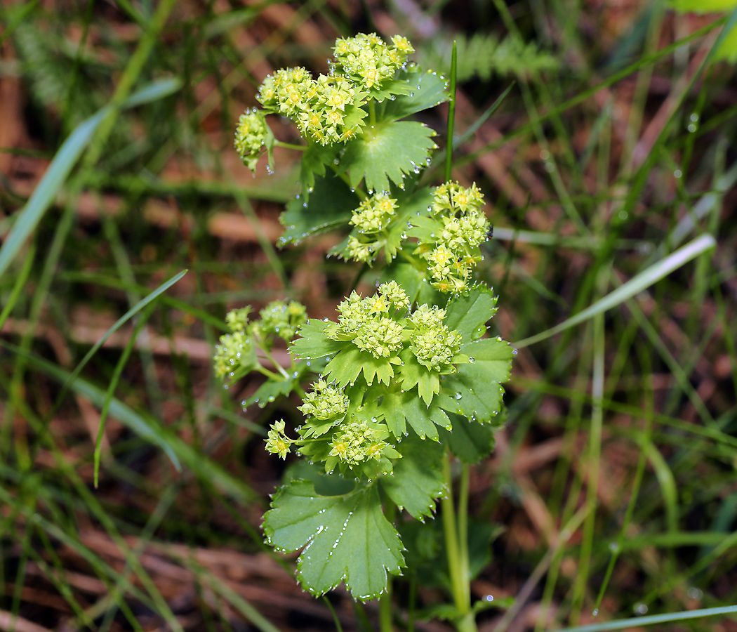 Image of Alchemilla glabricaulis specimen.