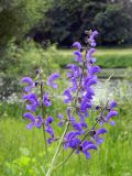 Salvia pratensis