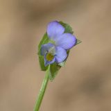 Viola occulta