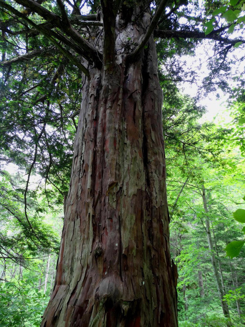 Image of Taxus cuspidata specimen.