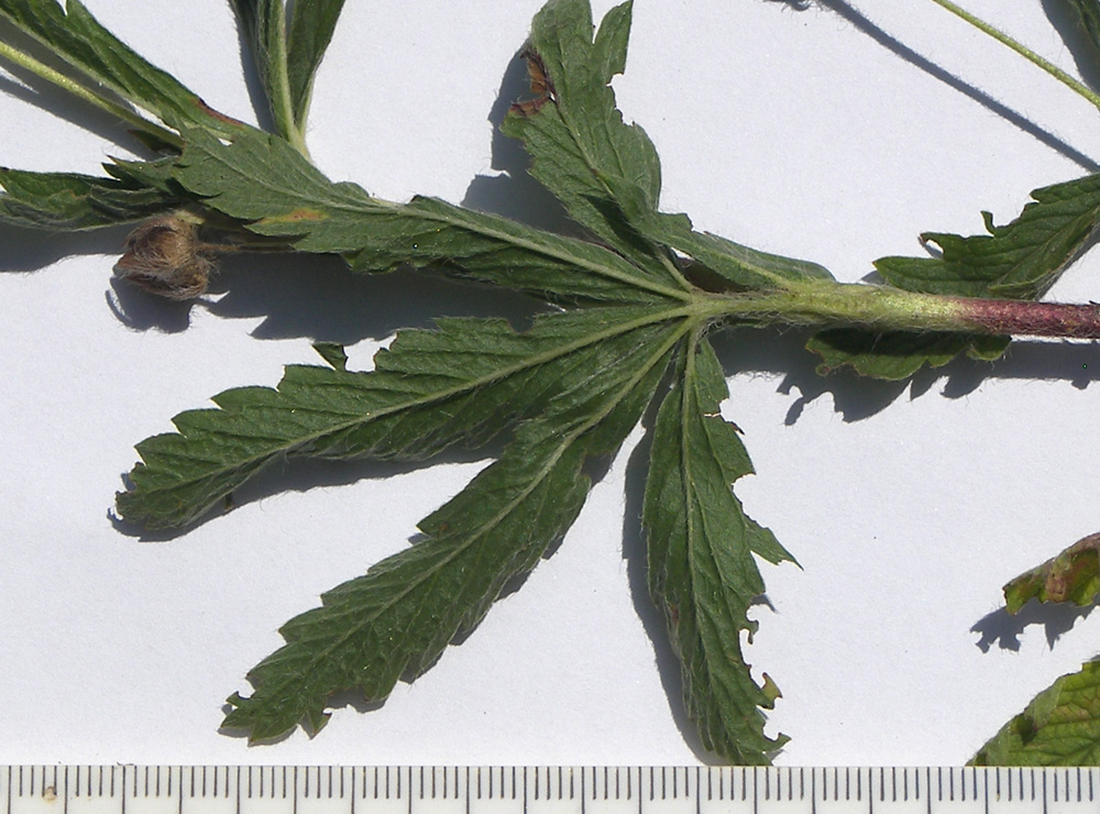 Image of Potentilla recta specimen.