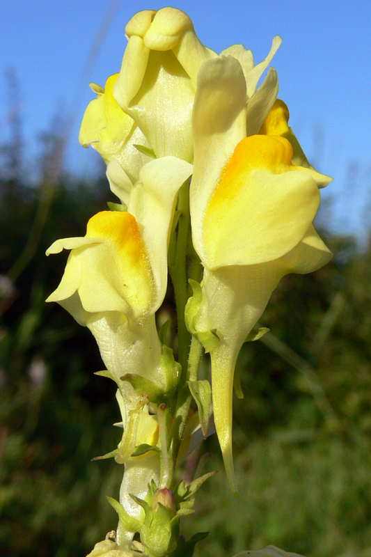 Image of Linaria vulgaris specimen.