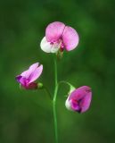 Lathyrus sylvestris. Верхушка соцветия. Ярославская обл. Переяславский р-н, местечко Ботик, южный склон оврага. 16.08.2016.