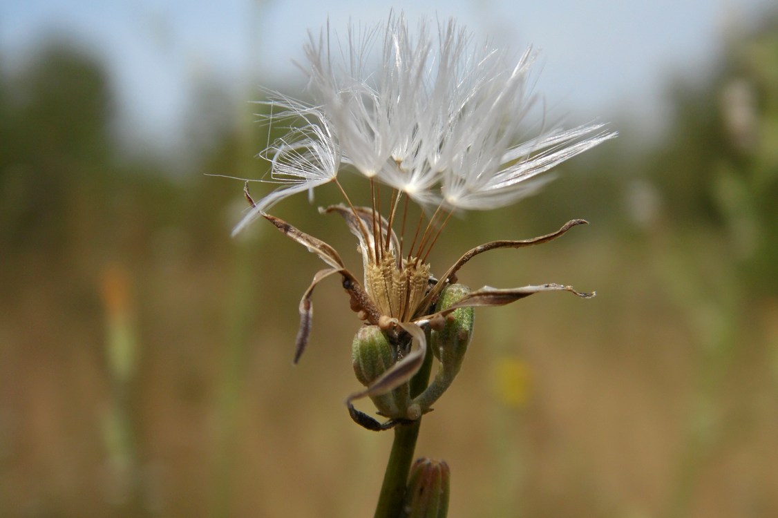 Изображение особи Chondrilla juncea.