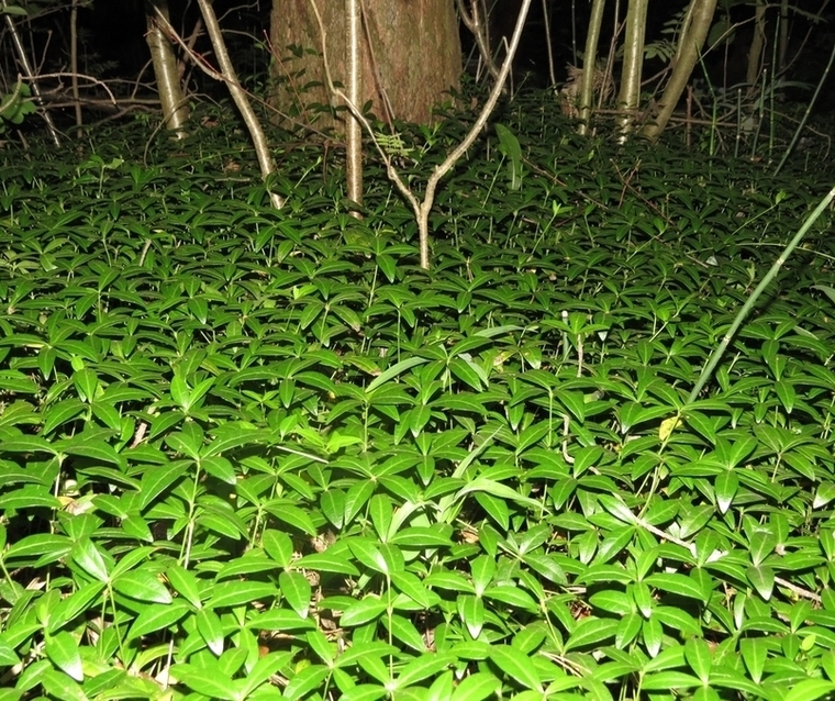 Image of Vinca minor specimen.