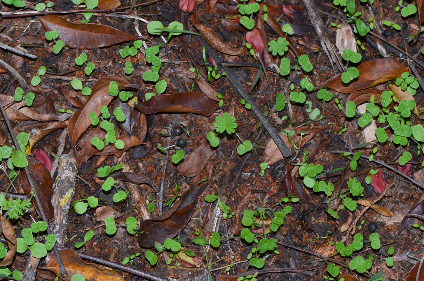 Image of Malva parviflora specimen.