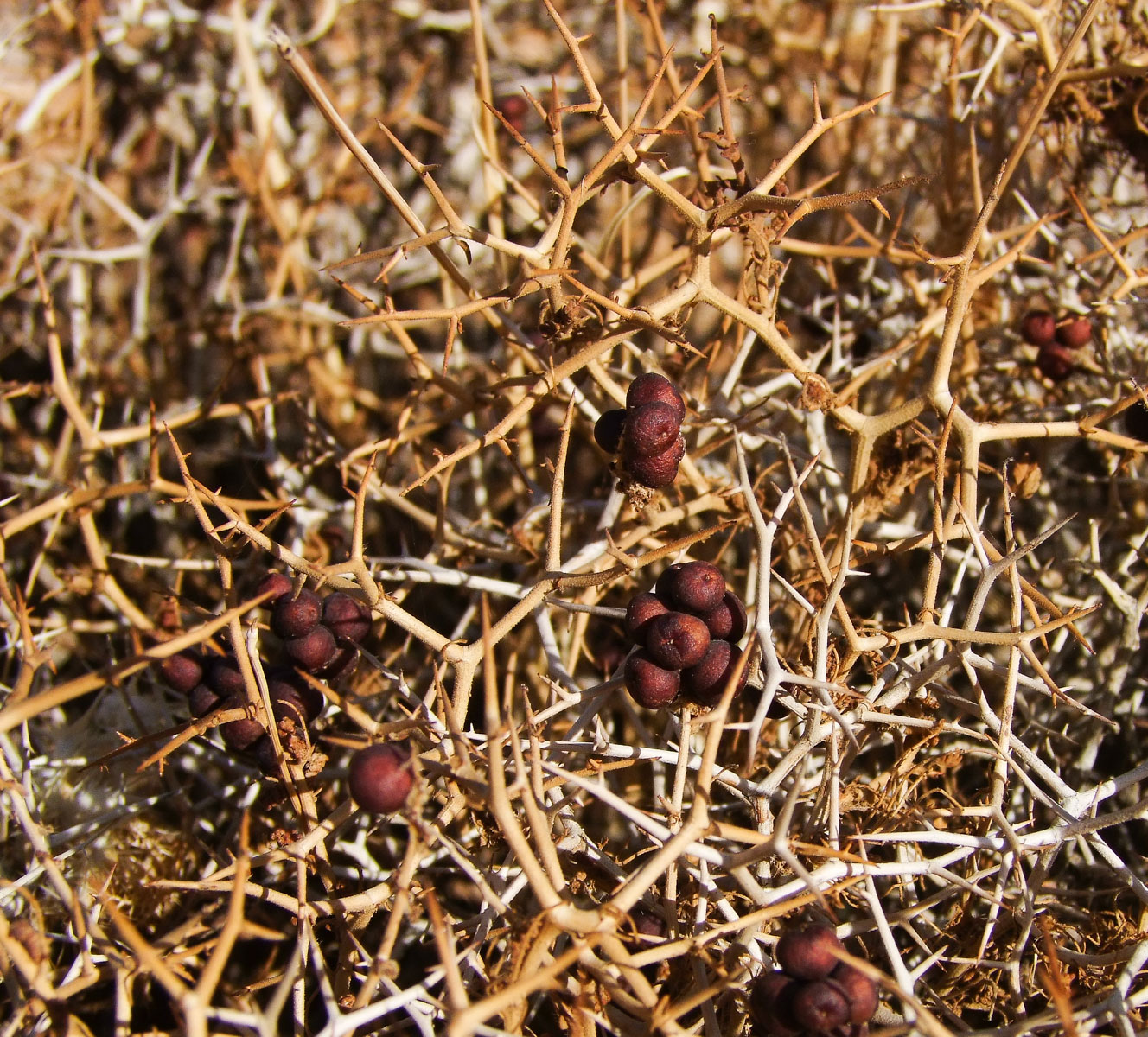 Image of Sarcopoterium spinosum specimen.