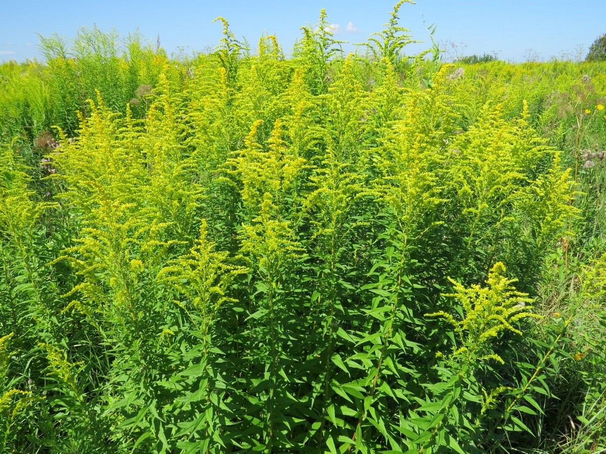 Image of Solidago canadensis specimen.