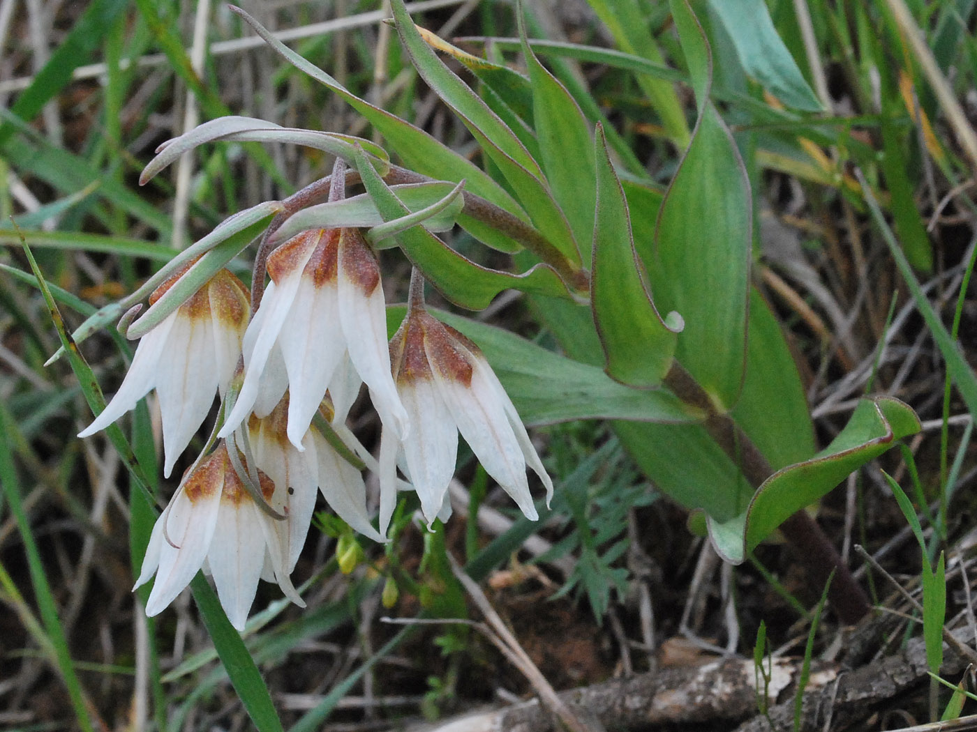 Image of Rhinopetalum bucharicum specimen.