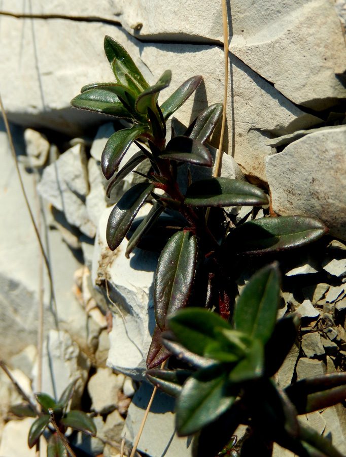 Image of Helianthemum nummularium specimen.