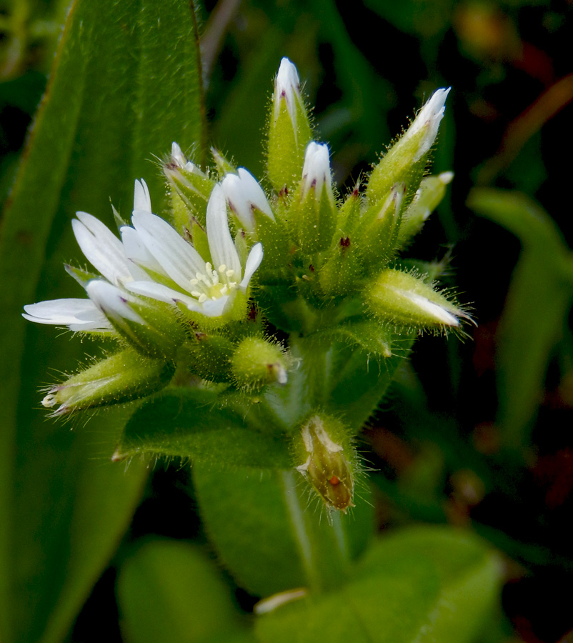 Image of Cerastium glomeratum specimen.