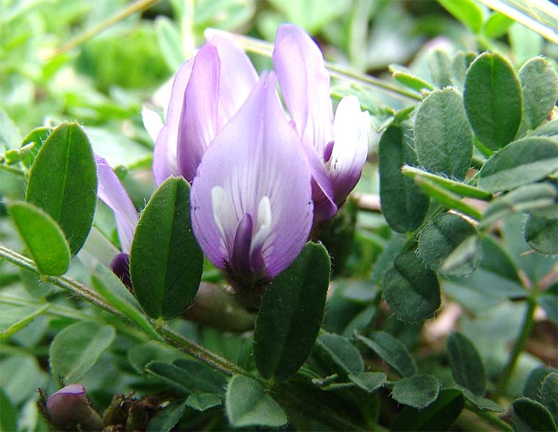 Image of Astragalus oreades specimen.