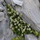 Sedum magellense ssp. olympicum