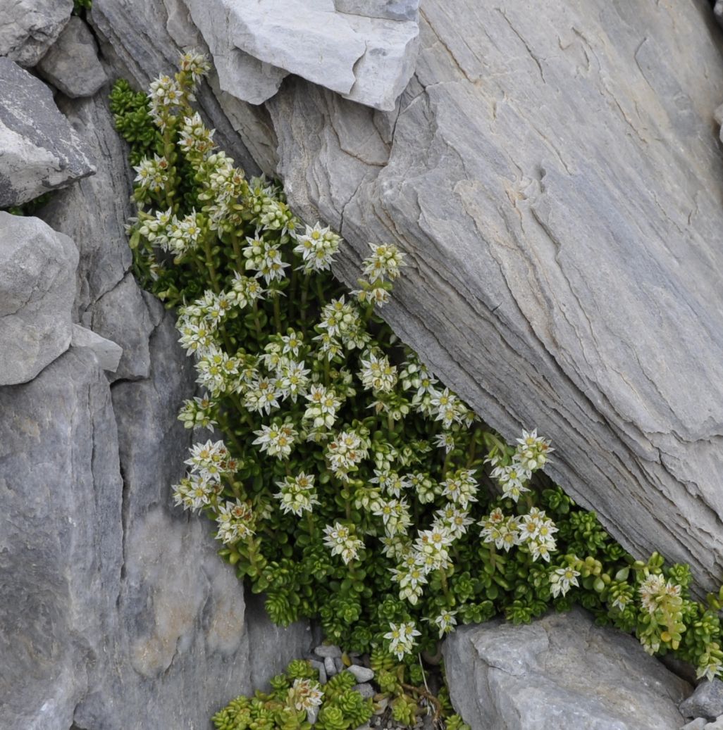 Изображение особи Sedum magellense ssp. olympicum.