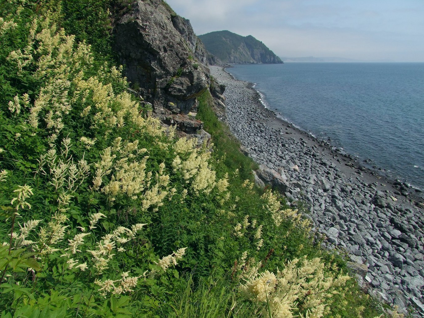 Изображение особи Aruncus dioicus.