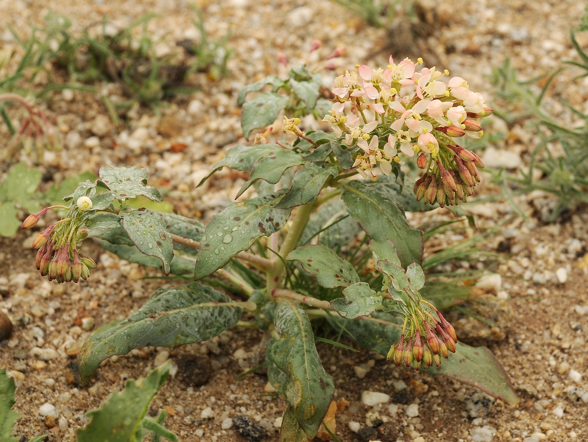 Image of Eremothera boothii ssp. condensata specimen.