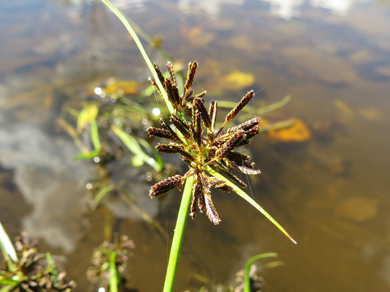 Image of Cyperus fuscus specimen.