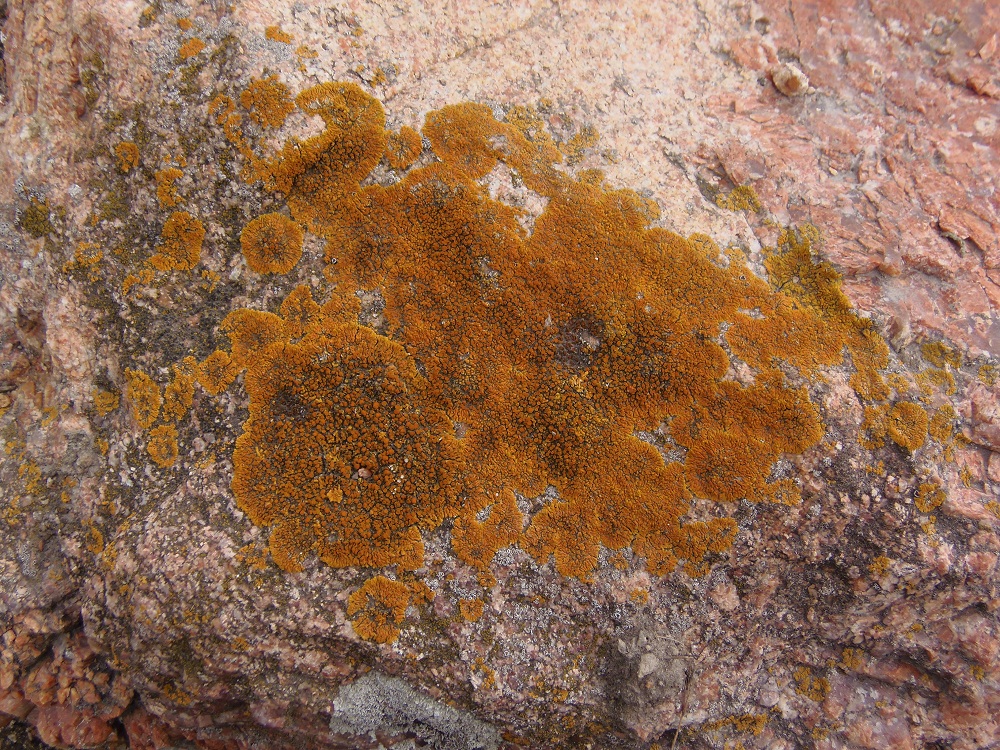 Image of familia Teloschistaceae specimen.