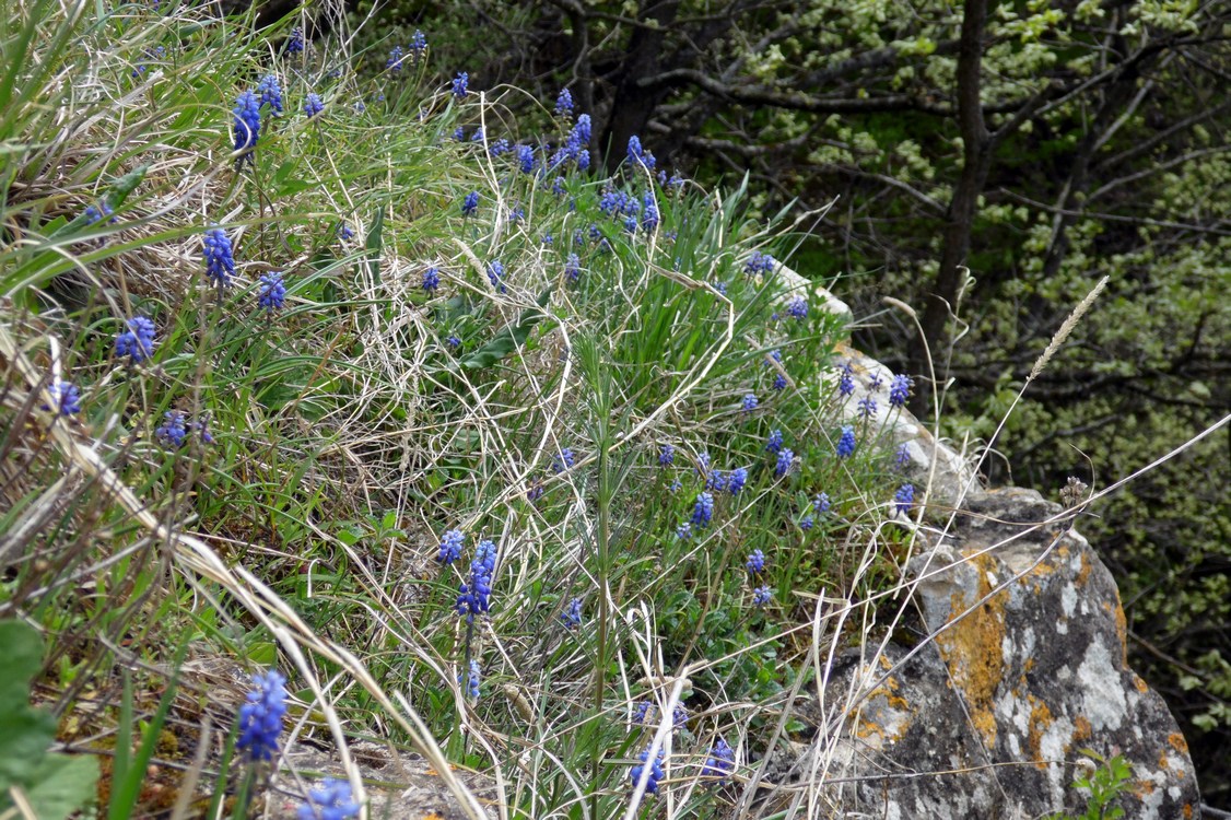 Image of Muscari neglectum specimen.