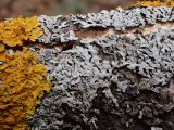 Physcia stellaris. Талломы с апотециями в сообществе с Xanthoria parietina на коре упавшего дерева. Московская обл., г. Дубна, лесопарк. 22.04.2017.