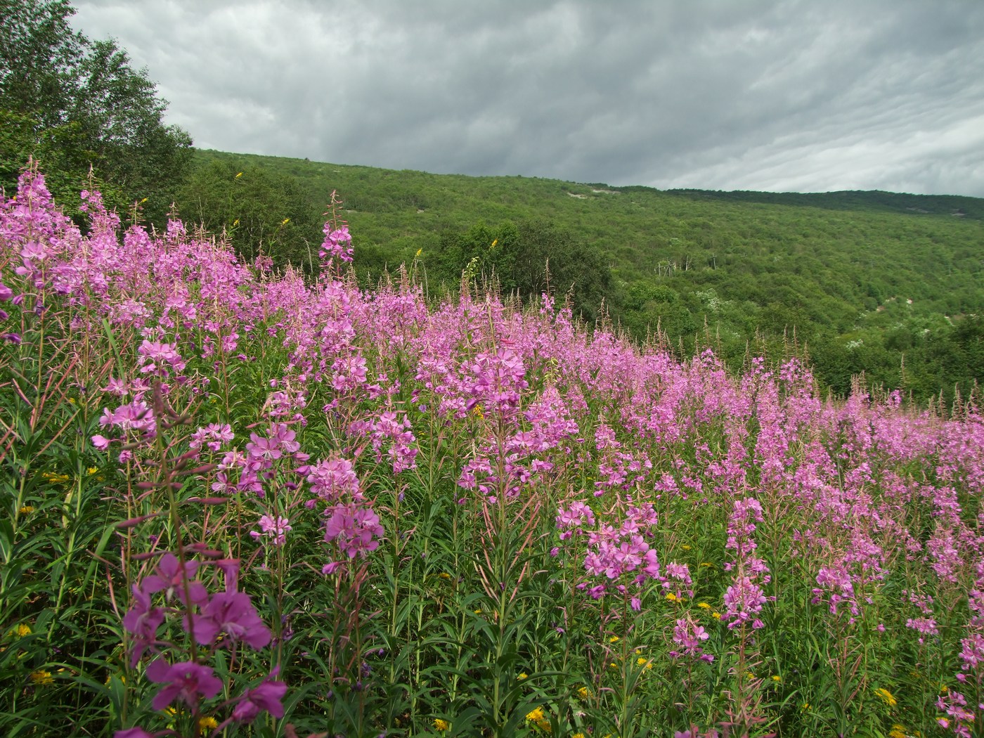 Изображение особи Chamaenerion angustifolium.