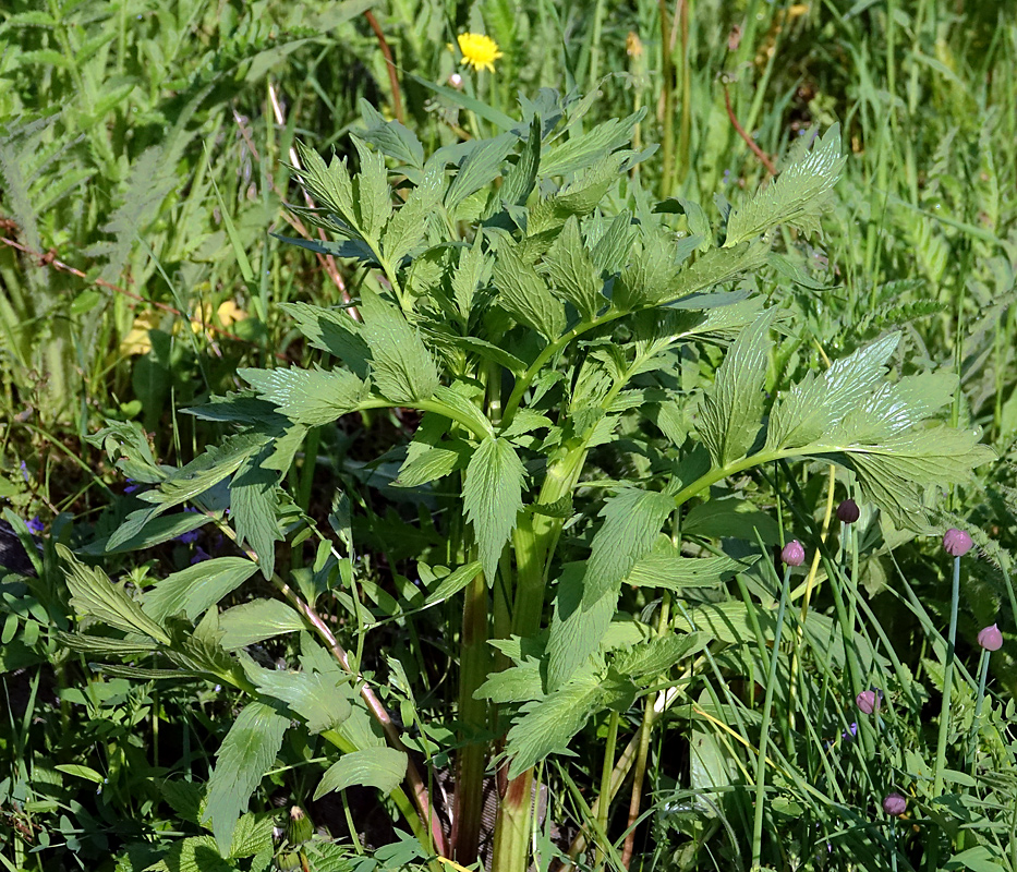 Image of Valeriana officinalis specimen.