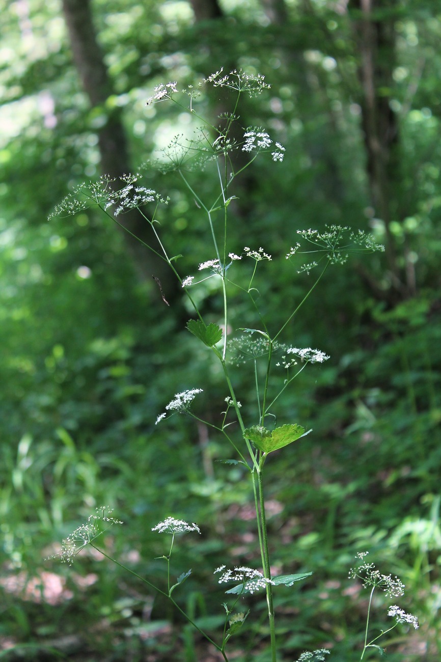 Image of Pimpinella tripartita specimen.