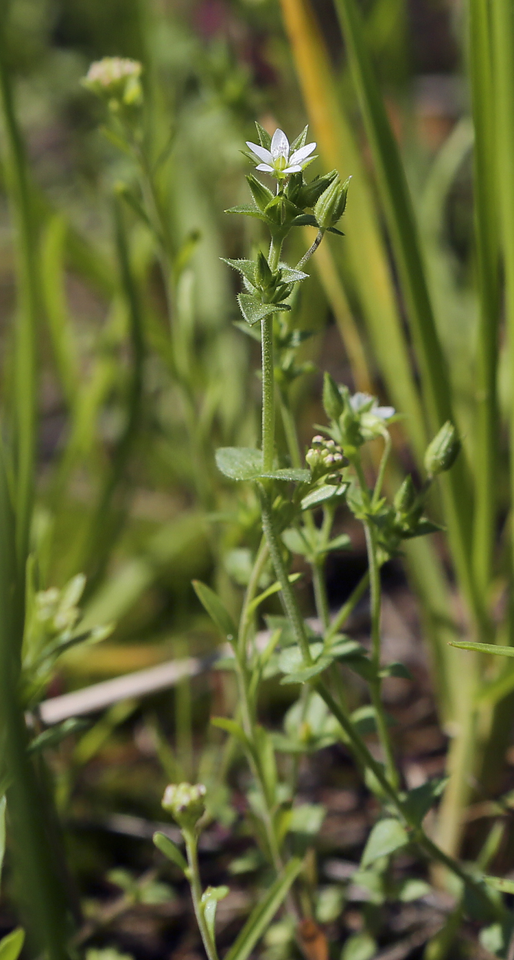 Image of Arenaria uralensis specimen.