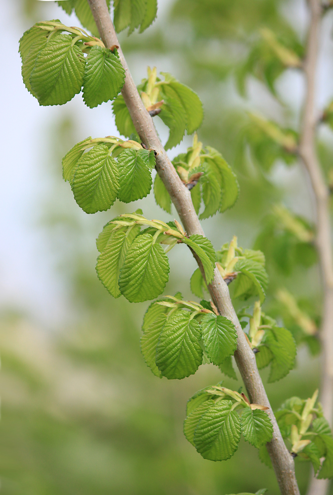 Image of Ulmus minor specimen.