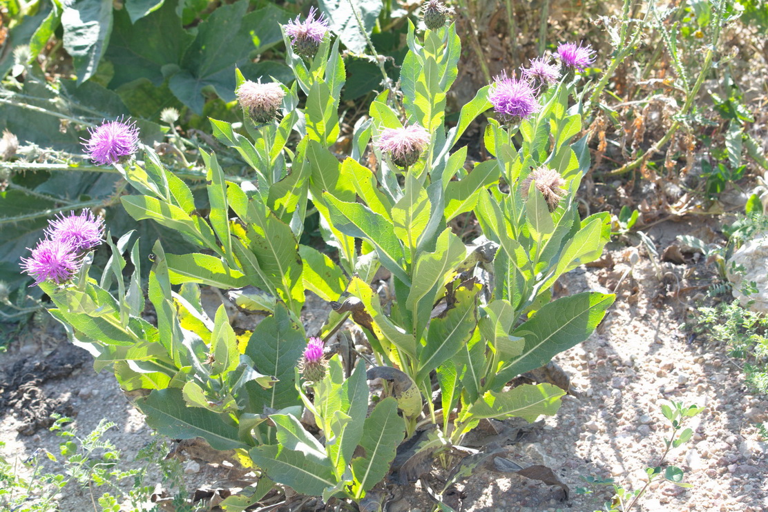 Image of Klasea caucasica specimen.